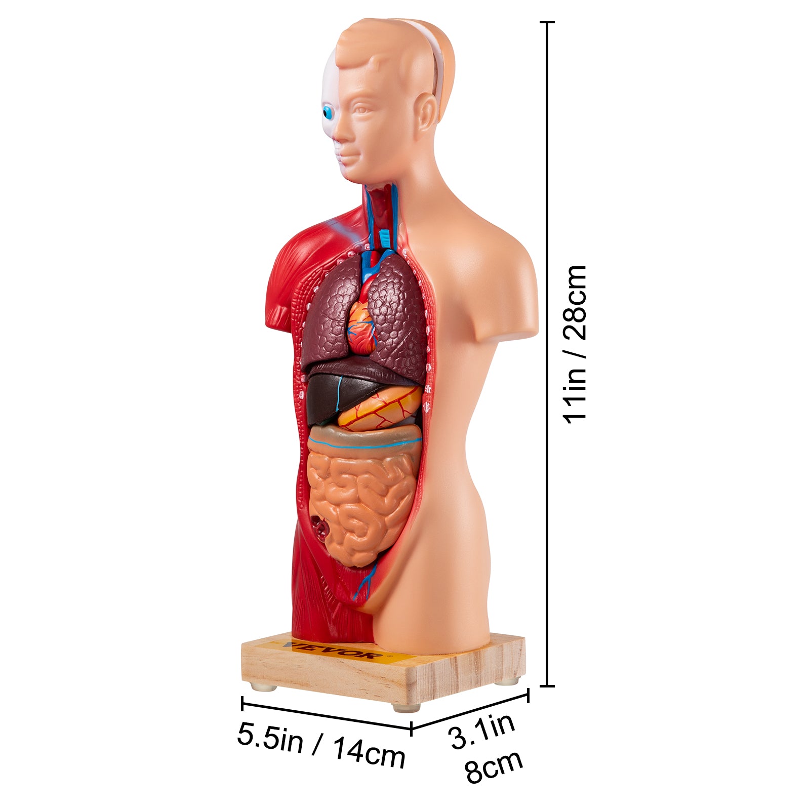 Human Torso Anatomy Model 15 Parts - 28 cm with Brain, Sheath